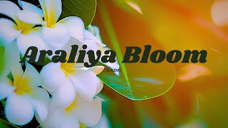 Araliya Bloom🌼 song Araliya Bloom [upl. by Llekcir918]