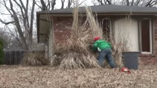 Trimming Pampas Grass With Duct Tape [upl. by Mcmullan]