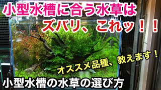 小型水槽に合う水草の選び方 ADAネイチャーアクアリウム水草水槽立ち上げ初心者、前景草、後景草、活着、ウィローモス、育成、植栽、活着 [upl. by Valma]