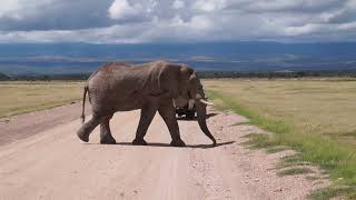 Amboseli National Park PartIV [upl. by Attiuqahs]