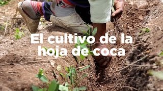 El cultivo de la hoja de coca en el Valle del Cauca [upl. by Enaillil]