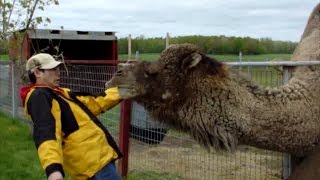 Llamas Alpacas and Camels Are Awesome Compilation [upl. by Dougal496]