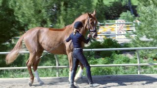 How to teach your horse to piaffe in hand [upl. by Ahsikan]