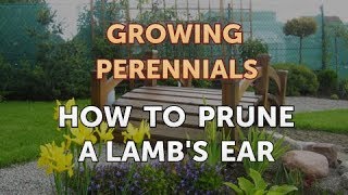 How to Prune a Lambs Ear [upl. by Namzed]