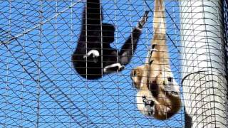 Gibbons  The Whooping Monkeys [upl. by Darwin]