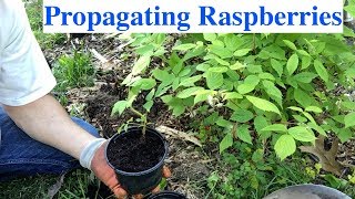 Propagating Raspberries [upl. by Rekcut]