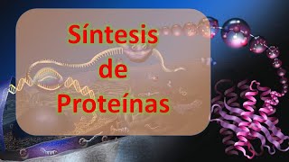 Síntesis de proteínas [upl. by Stelle]