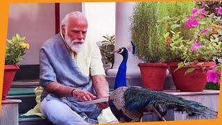 Precious moments PM Modi feeding peacocks at his residence [upl. by Hort308]