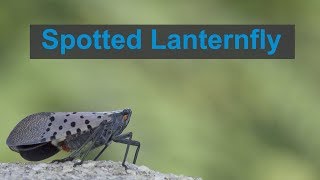 Look For and Report Spotted Lanternfly [upl. by Cousin]