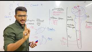 Introduction of Nervous system  Dr Nageeb [upl. by Leseil]