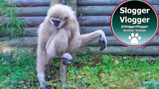 Hilarious Gibbons Freak Out About Rodent [upl. by Nylrebmik110]