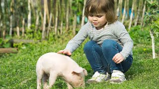 Do Potbellied Pigs Make Good Pets  Pet Pigs [upl. by Nohsreg369]