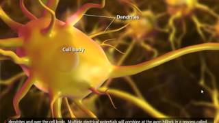 Nerve Impulse Mechanism 3D Animation [upl. by Hailey]