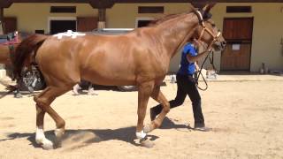 20 Hind limb lameness [upl. by Pooh]