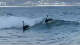 Four black swans spotted surfing in Australia Full HD Clip [upl. by Sanborne937]