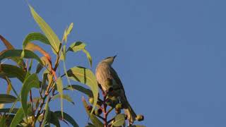 Singing Honeyeater [upl. by Aehsel]