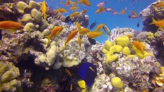 Awesome scuba diving in Hurghada Red sea Egypt Gopro [upl. by Nuajed]