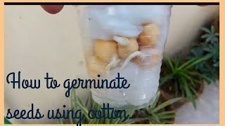 How to germinate seed using cotton balls  kids science activity [upl. by Einnhoj]