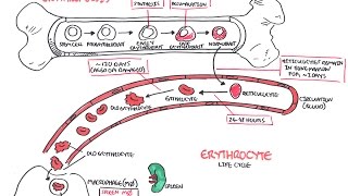 Haematology  Red Blood Cell Life Cycle [upl. by Prentice592]