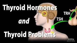 Thyroid Gland Hormones and Thyroid Problems Animation [upl. by Inej]