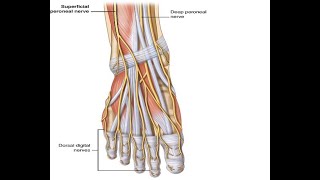 Two Minutes of Anatomy Superficial Peroneal Nerve [upl. by Marie-Jeanne158]