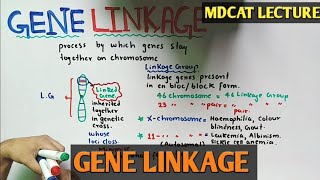 Gene Linkage  Recombination  NMDCAT 2021 [upl. by Maddock973]