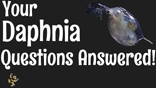 Daphnia Questions Answered [upl. by Frederica671]