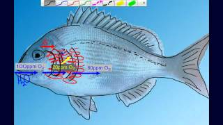 Countercurrent Gas Exchange in Fish Gills [upl. by Nylisoj]