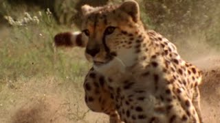 Cheetah vs Gazelle  Deadliest Showdowns  BBC Earth [upl. by Hannala]