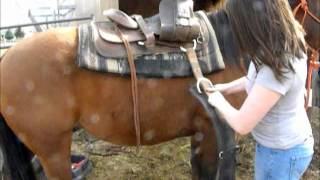 How to western saddle your horse [upl. by Witty]