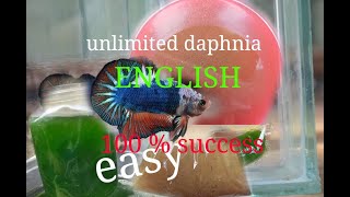 daphnia moina culture Easy way Unlimited production English  with sub Green water Chlorella [upl. by Ia]