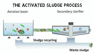 Activated sludge process and IFAS  Design rules  guideline [upl. by Cherrita]