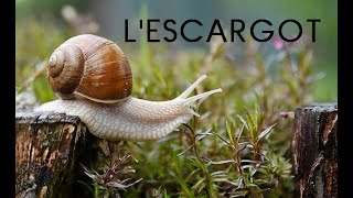 Lescargot documentaire [upl. by Rowell]