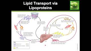 Statins and Cholesterol [upl. by Noiramed]