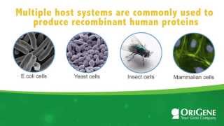 Educational Seminar Expression Hosts for Recombinant Proteins [upl. by Yrtua865]