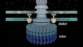 The Bacterial Flagellar Motor [upl. by Aridatha]