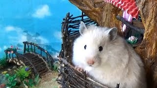 Hamster in the DIY Tree House [upl. by Ppilihp]