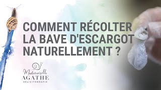 Comment récolter la bave descargot naturellement   Héliciculture Bio [upl. by Coopersmith]