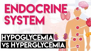 Hypoglycemia vs Hyperglycemia  Endocrine System Part 3 [upl. by Aiki]