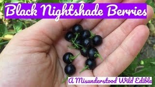 Black Nightshade Berries A Misunderstood Wild Edible [upl. by Ahseen]