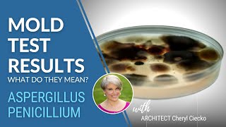 Aspergillus Penicillium Mold Testing EPISODE 28 Building Well amp Preventing Mold [upl. by Namyl]