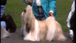 Shih Tzu  AKC Dog Breed Series [upl. by Sirrad]