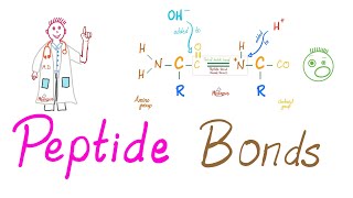 Peptides and Peptide Bonds  Amino Acids Dipeptides Oligopeptides Polypeptides  Biochemistry [upl. by Notsa]