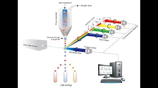 Flow cytometry introduction and sample preparation [upl. by Mallory957]