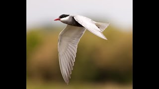 Whiskered tern [upl. by Socher964]