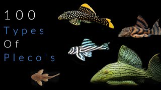 100 Types Of Pleco Fish [upl. by Goddard]