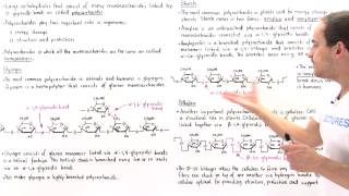 Polysaccharides Glycogen Starch and Cellulose [upl. by Nyleaj]