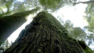 Largest and Lonliest Tree in the World Encephalartos Woodii [upl. by Lenroc]