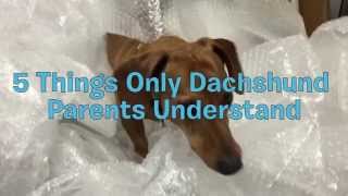 5 Things Only Dachshund Parents Understand [upl. by Utley290]