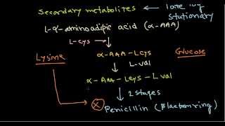 Penicillin production biosynthesis [upl. by Stefania510]